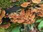 Bársonyos réteggomba (Stereum subtomentosum), Mecsek